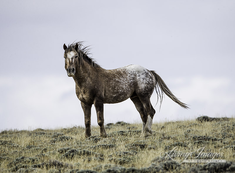 Bronze Warrior - Appaloosa Stallion